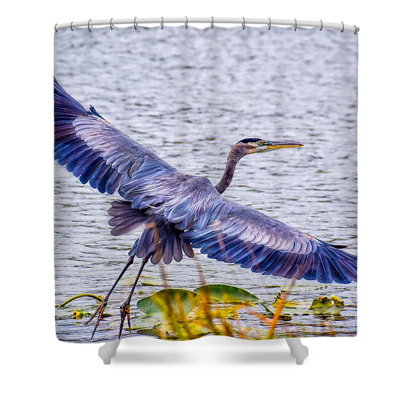 Peggy Franz Photography Shower Curtain featuring the photograph Blue Heron Take Off by Peggy Franz