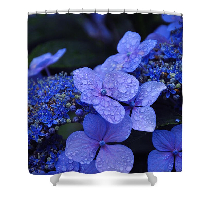 Flowers Shower Curtain featuring the photograph Blue Hydrangea by Noah Cole
