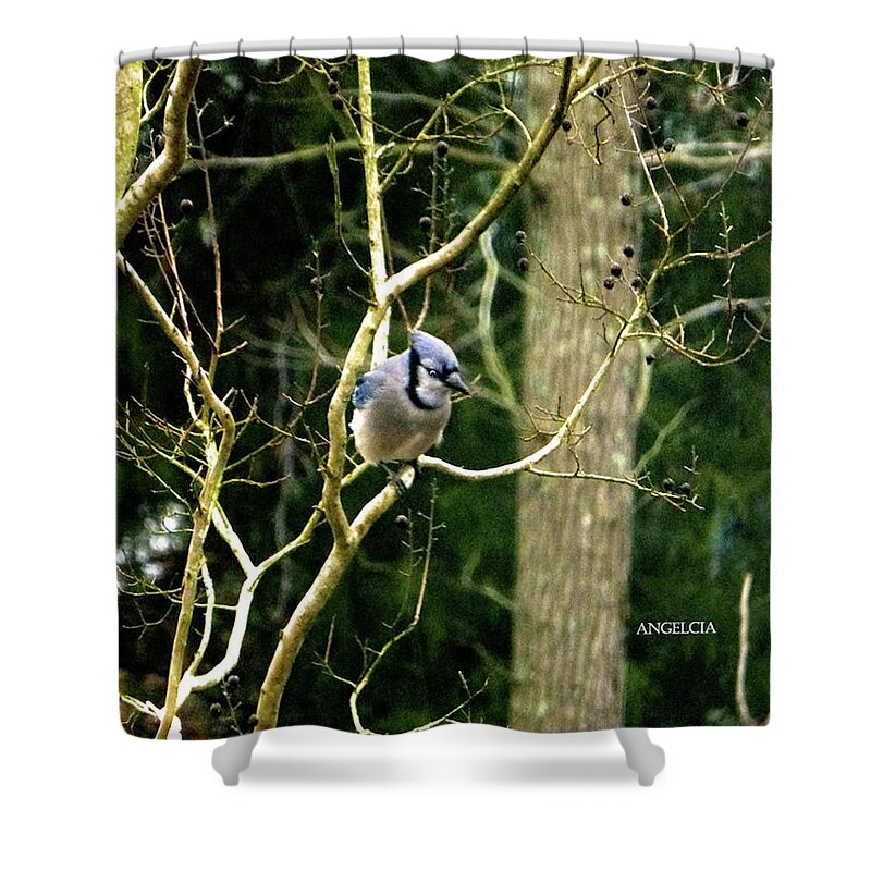 Birds Of The Wild Shower Curtain featuring the photograph Blue Jay by Angelcia Carol Wright