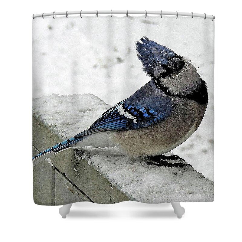 Blue Jay Shower Curtain featuring the photograph Blue Jay Begging for Another Peanut on a Snowy Day by Linda Stern