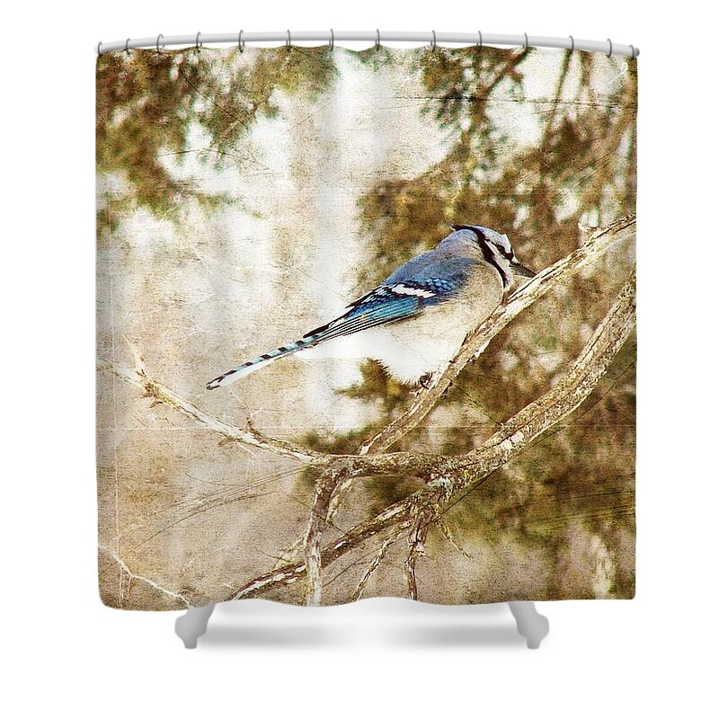 Blue Jay Shower Curtain featuring the digital art Blue Jay by Cassie Peters