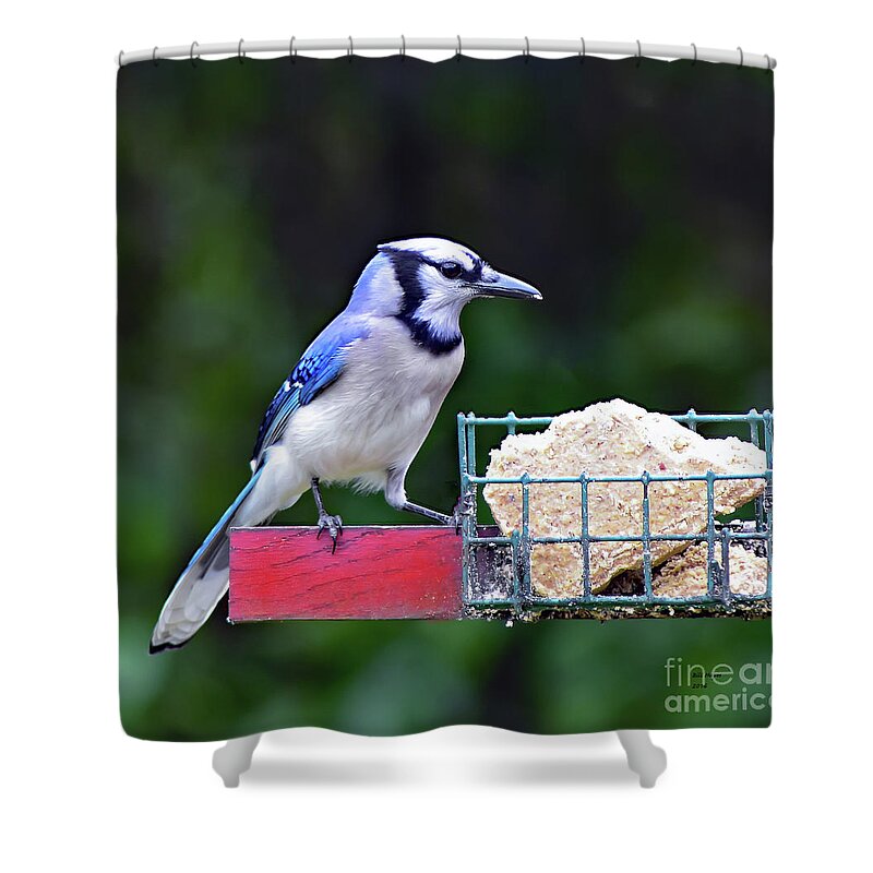 Bird Shower Curtain featuring the photograph Blue Jay - Cyanocitta Cristata by DB Hayes