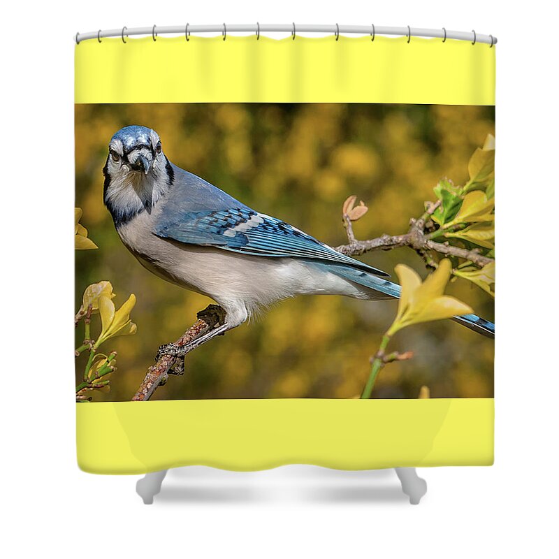 Alexandria Shower Curtain featuring the photograph Blue Jay in Yellow Spring by Jim Moore