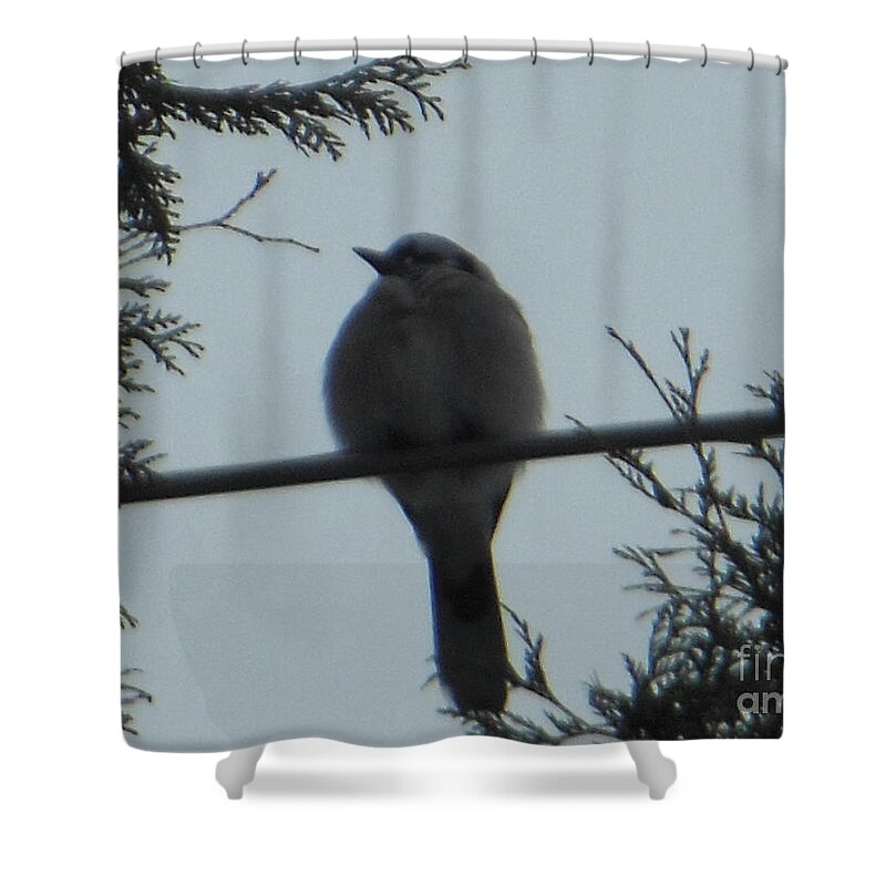 Blue Jay Shower Curtain featuring the photograph Blue Jay on Wire by Rockin Docks Deluxephotos