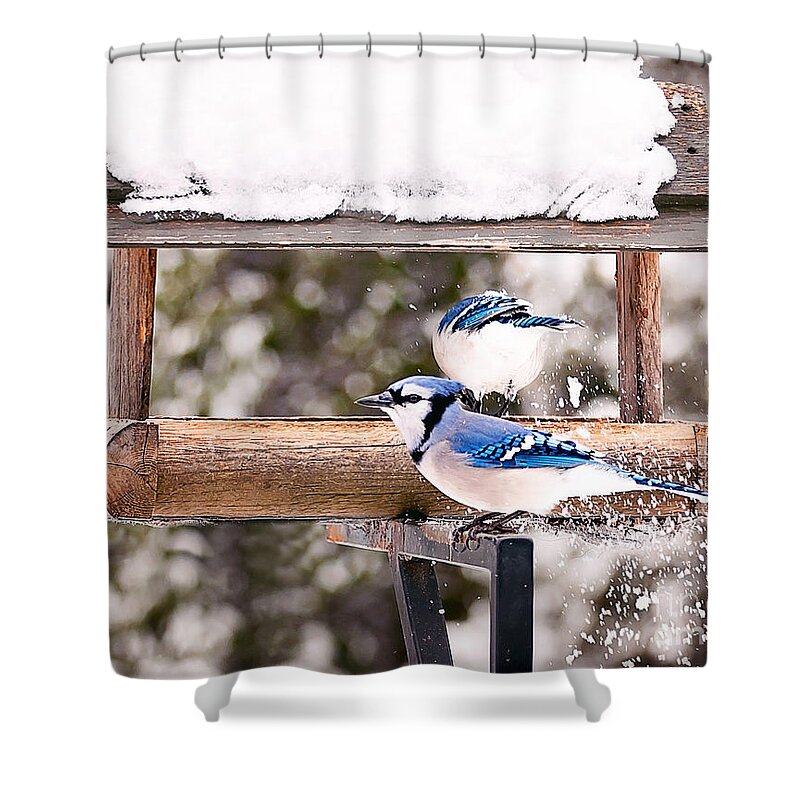Blue Jays Shower Curtain featuring the photograph Blue Jays in Winter by Gwen Gibson