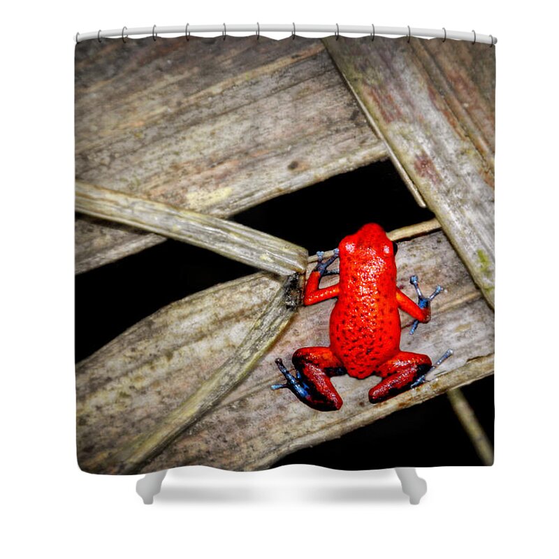 Blue Jeans Frog Shower Curtain featuring the photograph Blue Jeans Frog by Carolyn Derstine