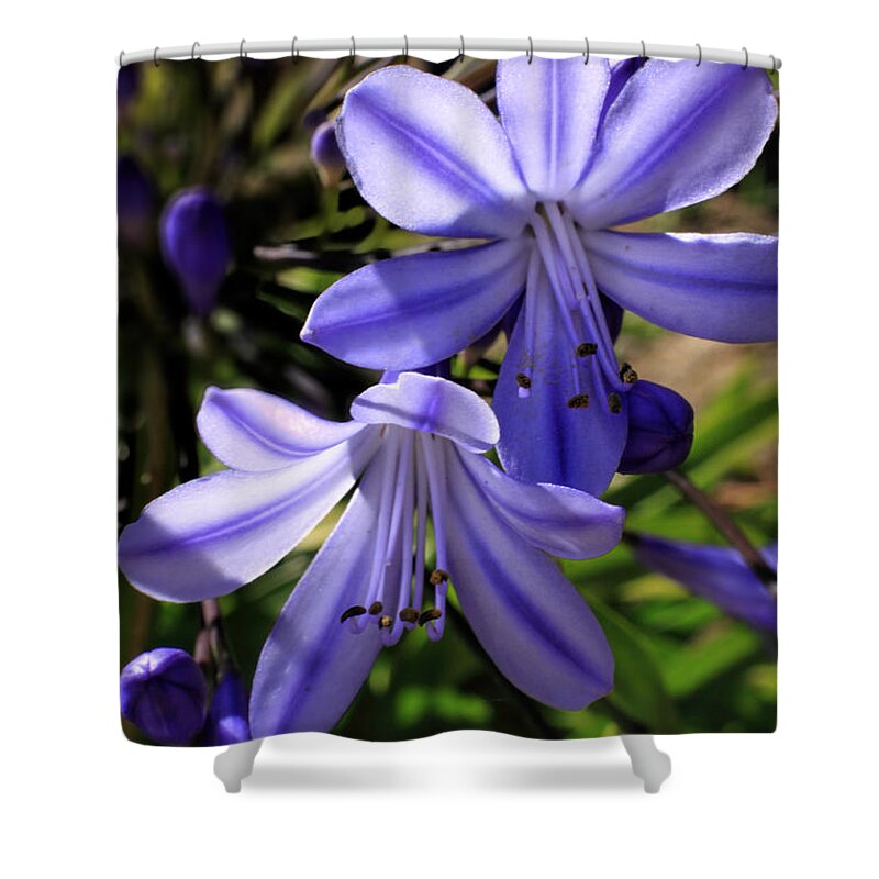 African Blue Lily Shower Curtain featuring the photograph Blue Lily by Richard Lynch