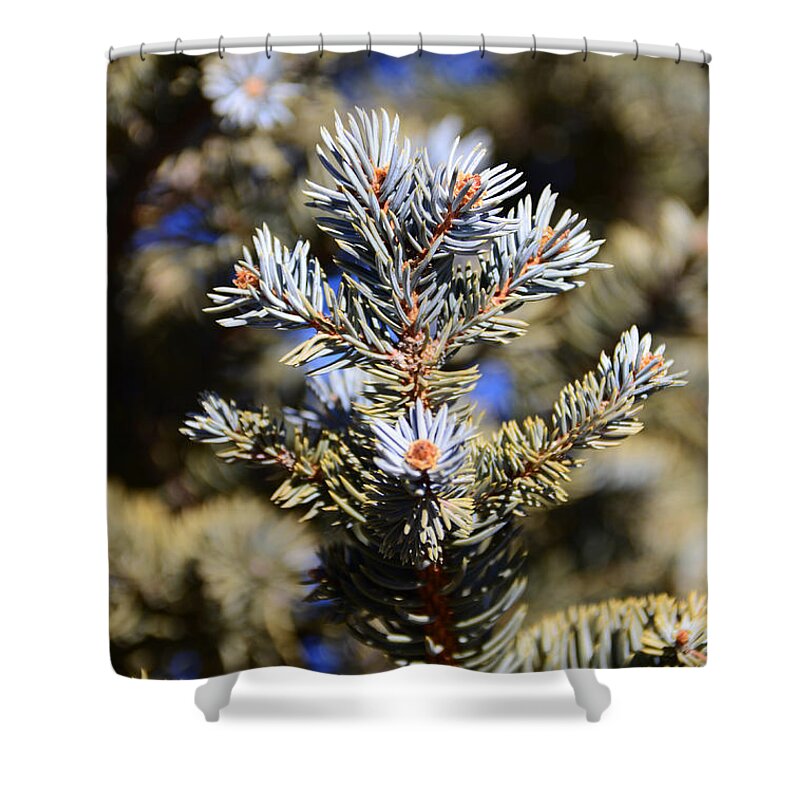  Yellow Shower Curtain featuring the photograph Blue needles by Robert WK Clark