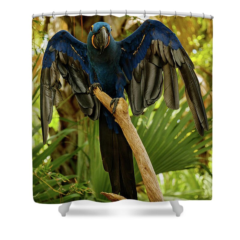 Parrot Shower Curtain featuring the photograph Blue Parrot by Les Greenwood