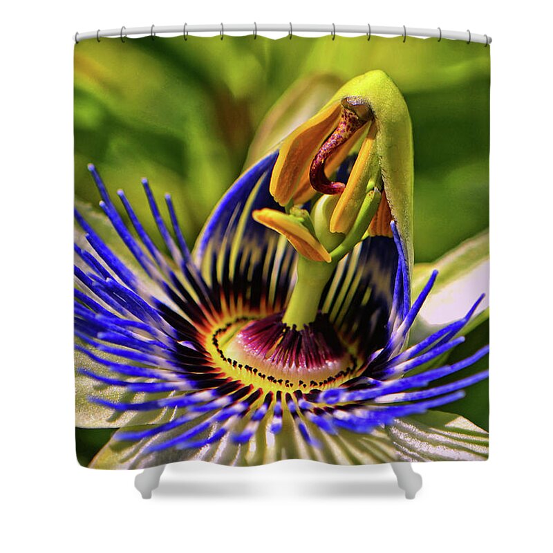 Passion Flower Shower Curtain featuring the photograph Blue Passion Flower - Still Opening 001 by George Bostian