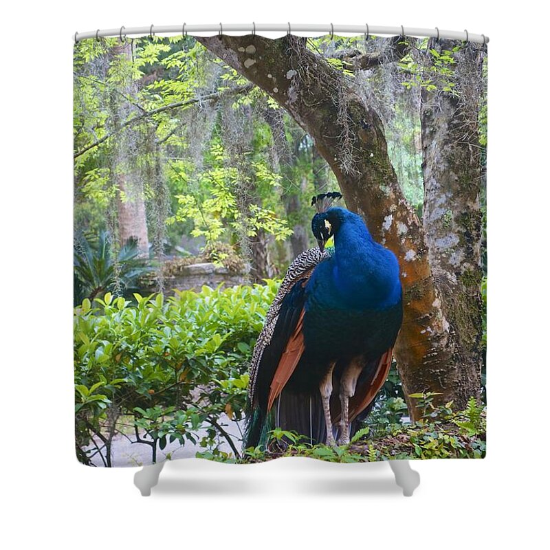Blue Peacock Shower Curtain featuring the photograph Blue Peacock by Joan Reese