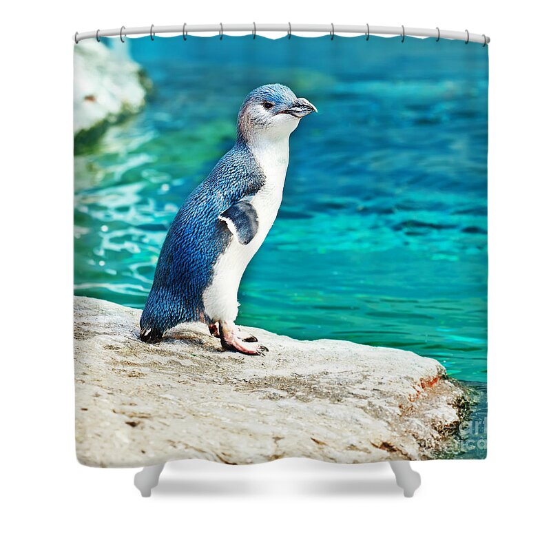 Blue Shower Curtain featuring the photograph Blue penguin by MotHaiBaPhoto Prints