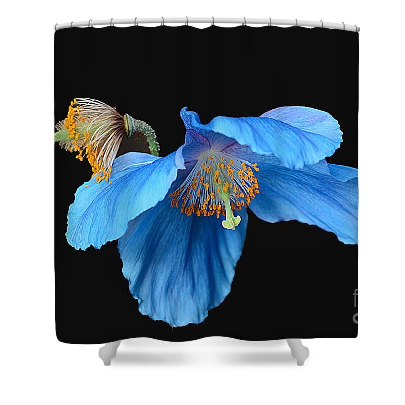 Poppy Shower Curtain featuring the photograph Blue Poppies by Cindy Manero
