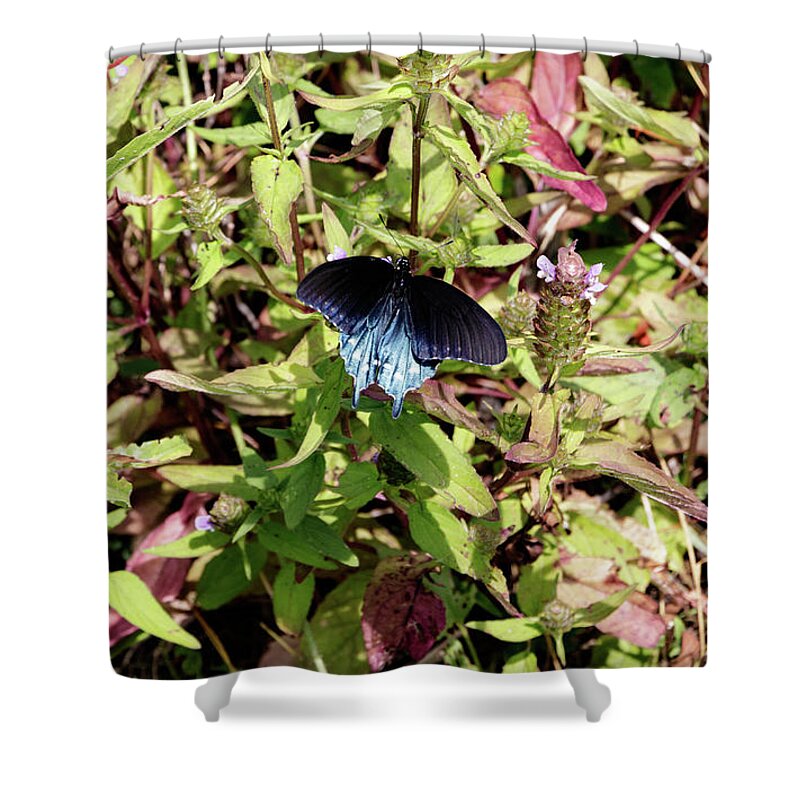 Butterfly Shower Curtain featuring the photograph Blue Ridge Butterflies 2 by Matt Sexton