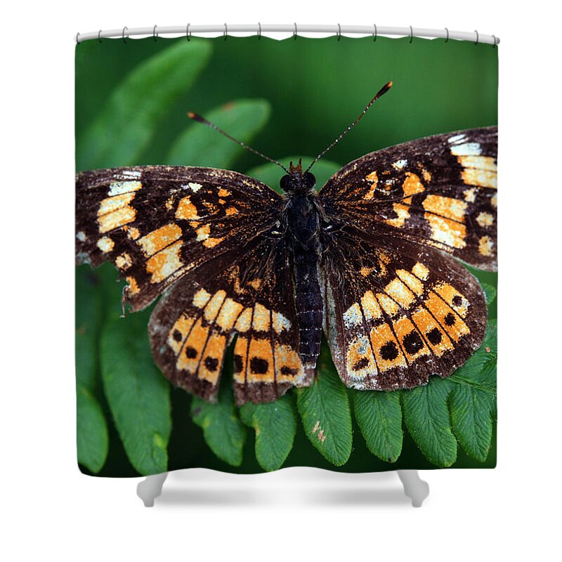 Silvery Checkerspot Shower Curtain featuring the photograph Blue Ridge Butterfly by Kay Lovingood