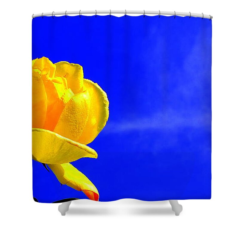Rose Shower Curtain featuring the photograph Blue Sky Rose by Guy Pettingell