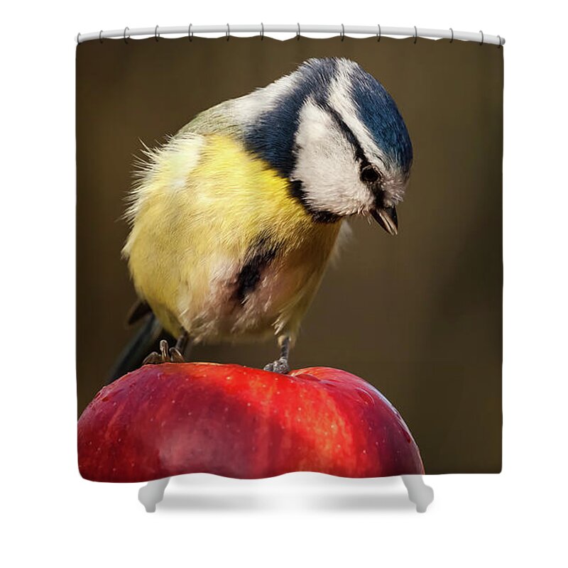 Bird Shower Curtain featuring the photograph Blue Tit Cyanistes caeruleus sat on a red apple looking down by Simon Bratt
