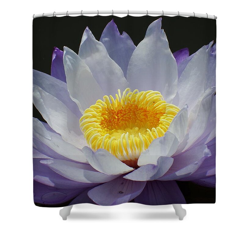 Scoobydrew81 Andrew Rhine Flower Flowers Bloom Blooms Macro Petal Petals Close-up Closeup Nature Botany Botanical Floral Flora Art Color Soft Black Contrast Simple Clean Crisp Spring Blue Water Lilly Yellow Pond Tropical Shower Curtain featuring the photograph Blue Water Lilly 2 by Andrew Rhine