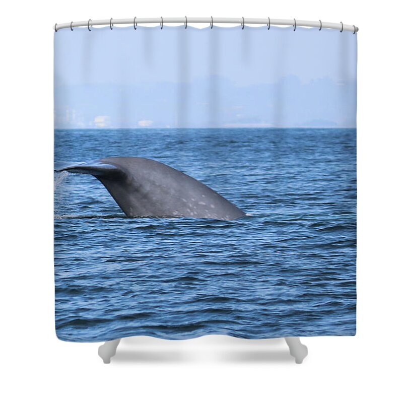 Blue Whale Shower Curtain featuring the photograph Blue Whale Tail Flop by Suzanne Luft