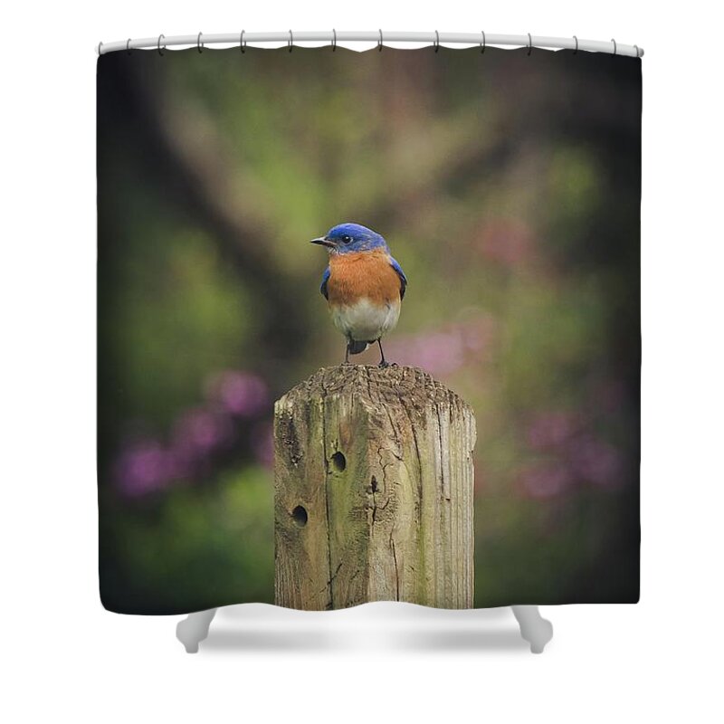 Bluebird Shower Curtain featuring the photograph Blue with a bit of pink by Robert L Jackson