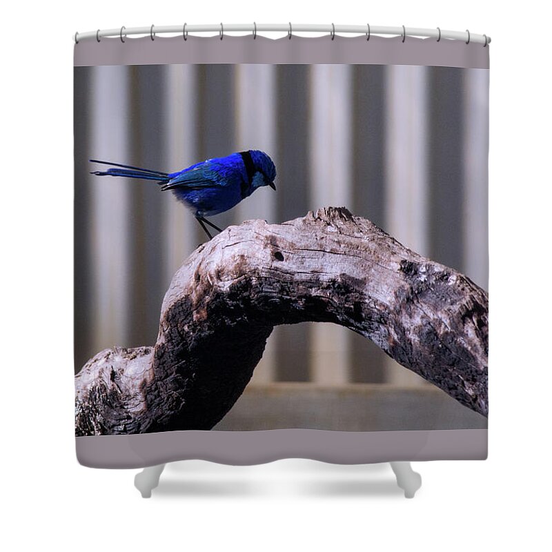 Blue Wren Shower Curtain featuring the photograph Blue Wren Visit by Tania Read