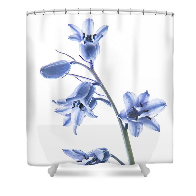 Bluebell Shower Curtain featuring the photograph Bluebell Stem by Helen Jackson