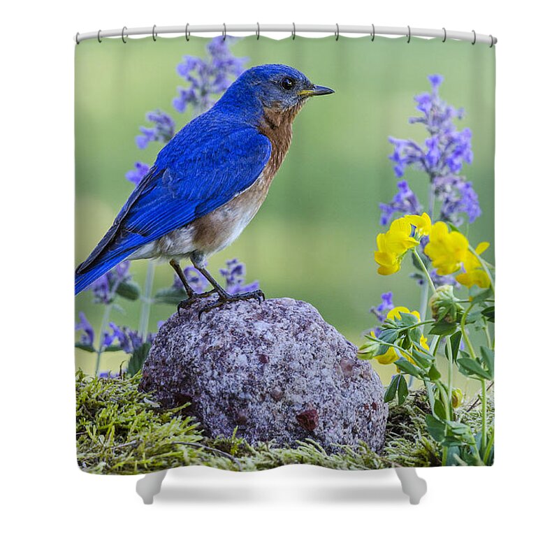 Bird Shower Curtain featuring the photograph Bluebird Amongst the Flowers by Peg Runyan