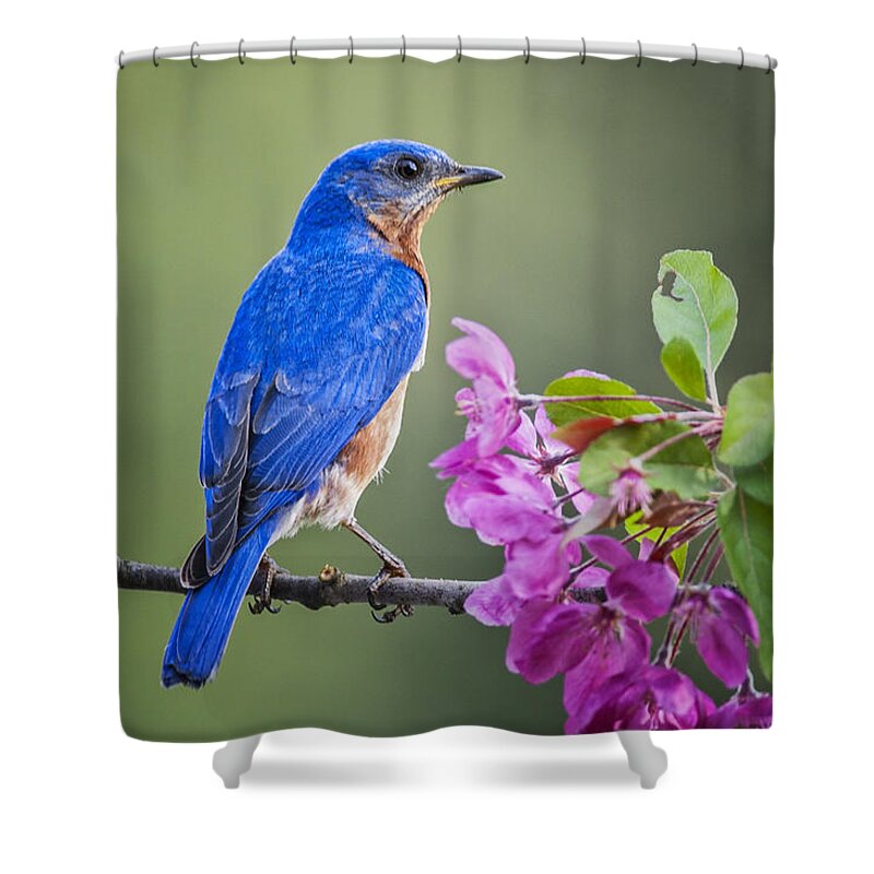 Bird Shower Curtain featuring the photograph Bluebird Beauty by Peg Runyan