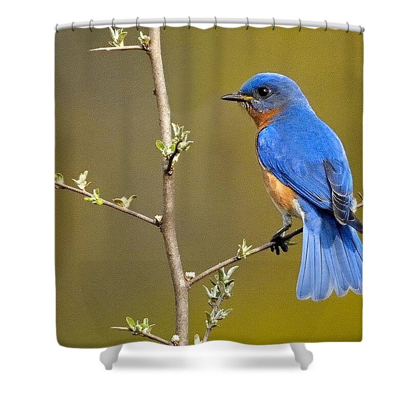 Bluebird Shower Curtain featuring the photograph Bluebird Bliss by William Jobes