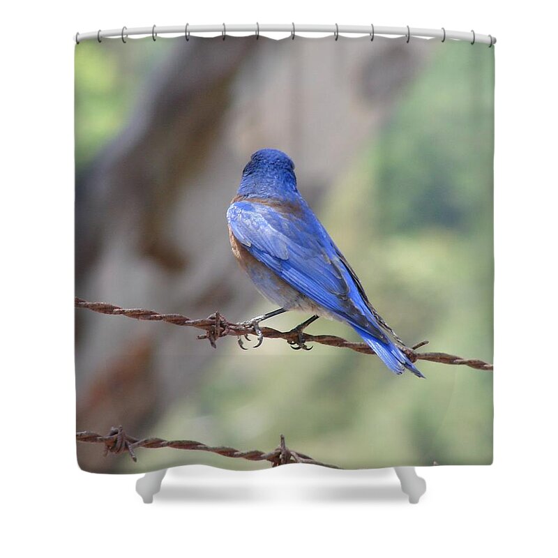 Bluebirds Shower Curtain featuring the photograph Bluebird on the fence by Liz Vernand