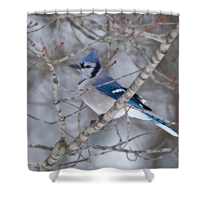 Bluejay Shower Curtain featuring the photograph Bluejay 1358 by Michael Peychich
