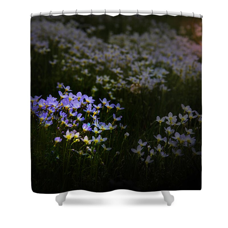 Bluets Shower Curtain featuring the photograph Bluets in Momentary Light by John Meader