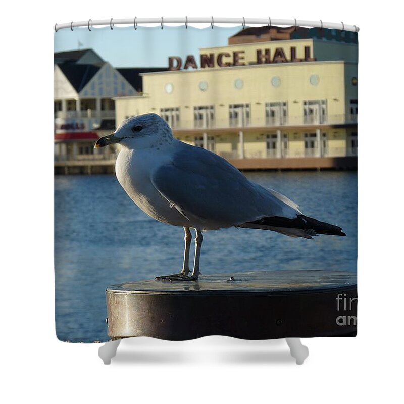 Seagull Shower Curtain featuring the photograph Boardwalk Seagull by Nora Martinez