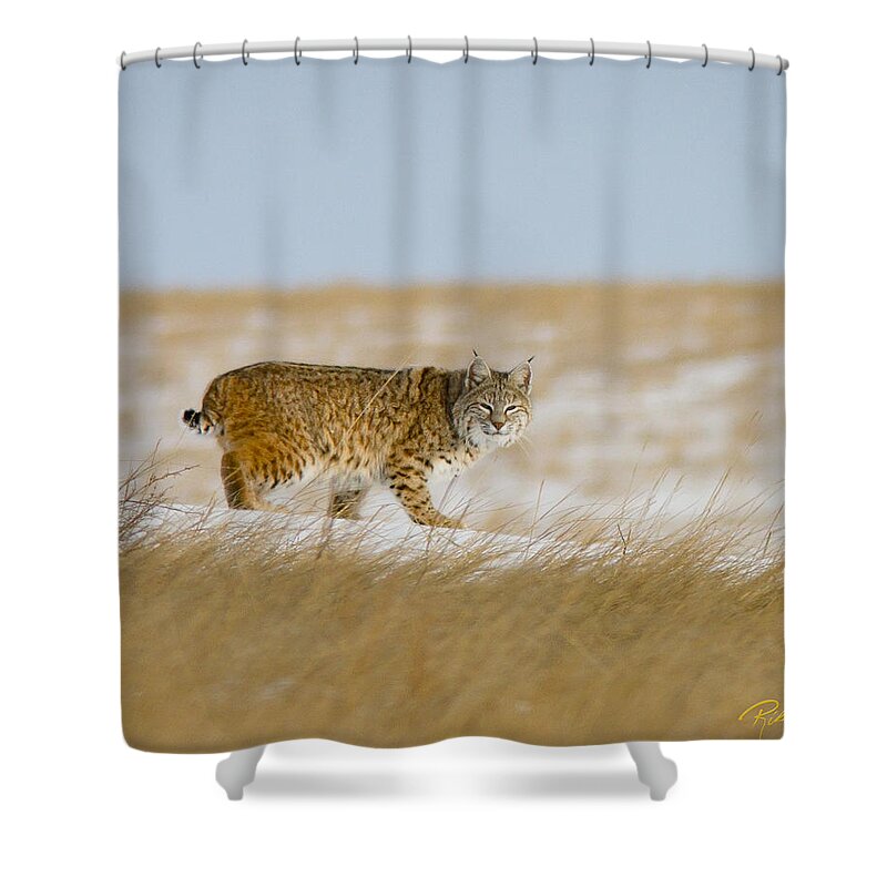 Animals Shower Curtain featuring the photograph Bobcat in Sunlight by Rikk Flohr