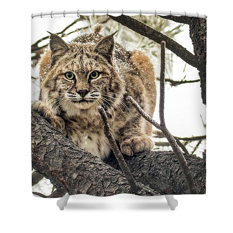 Categories Shower Curtain featuring the photograph Bobcat in Winter by Dawn Key