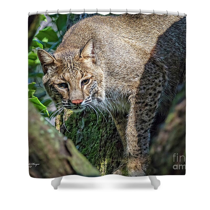 Nature Shower Curtain featuring the photograph Bobcat On The Prowl by DB Hayes