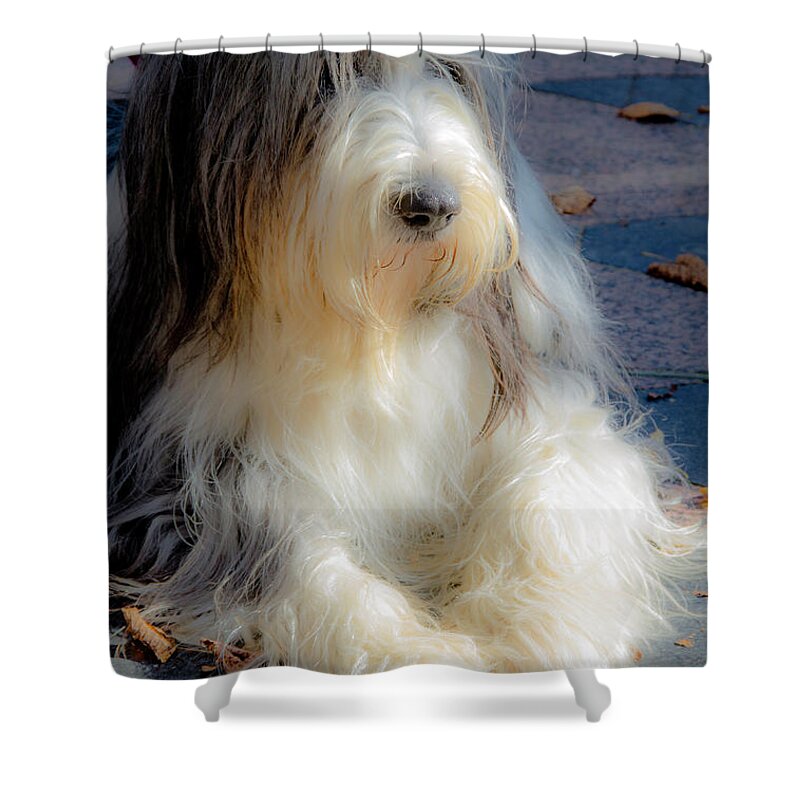 Bobtail Shower Curtain featuring the photograph Bobtail's nap by Wolfgang Stocker