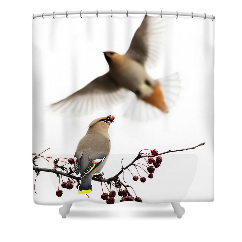 Bohemian Shower Curtain featuring the photograph Bohemian Waxwings by Mircea Costina Photography