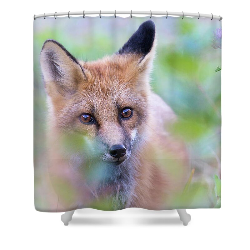 Canada Shower Curtain featuring the photograph Bold As Brass by Tracy Munson