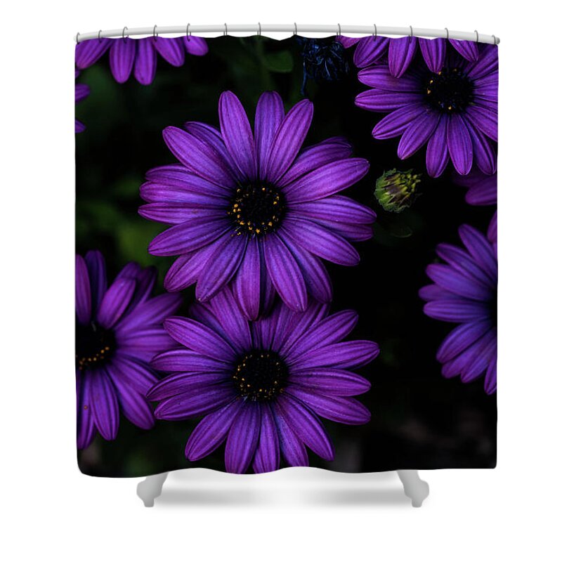 Flowers Shower Curtain featuring the photograph Bold by Jody Partin