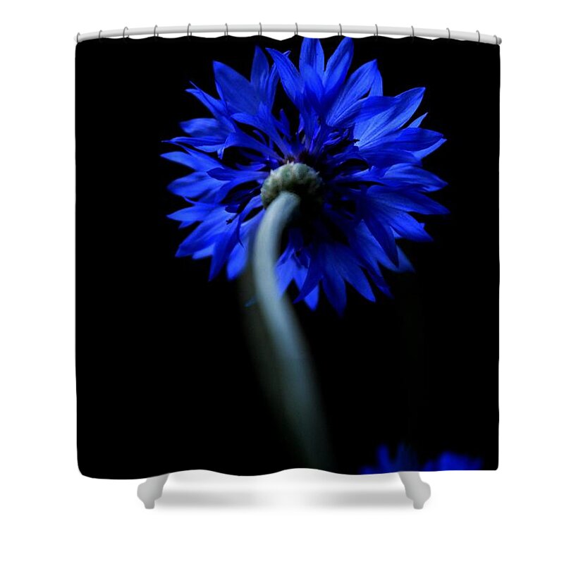 Flower Shower Curtain featuring the photograph Boldly Moving Forward by Dani McEvoy
