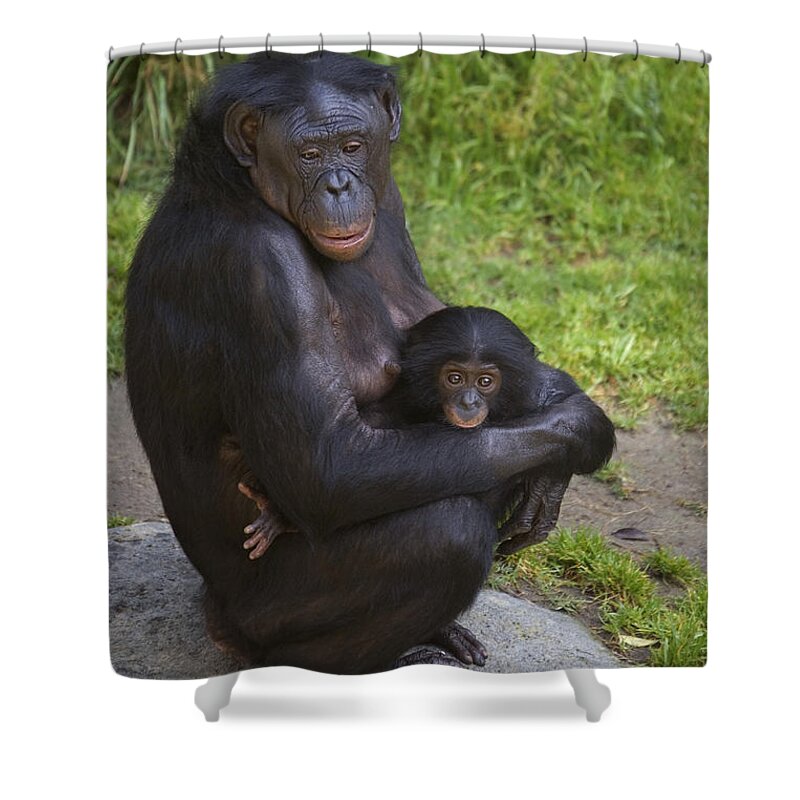 Mp Shower Curtain featuring the photograph Bonobo Pan Paniscus Mother Cradling by San Diego Zoo
