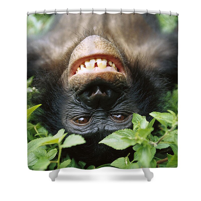 #faatoppicks Shower Curtain featuring the photograph Bonobo Smiling by Cyril Ruoso