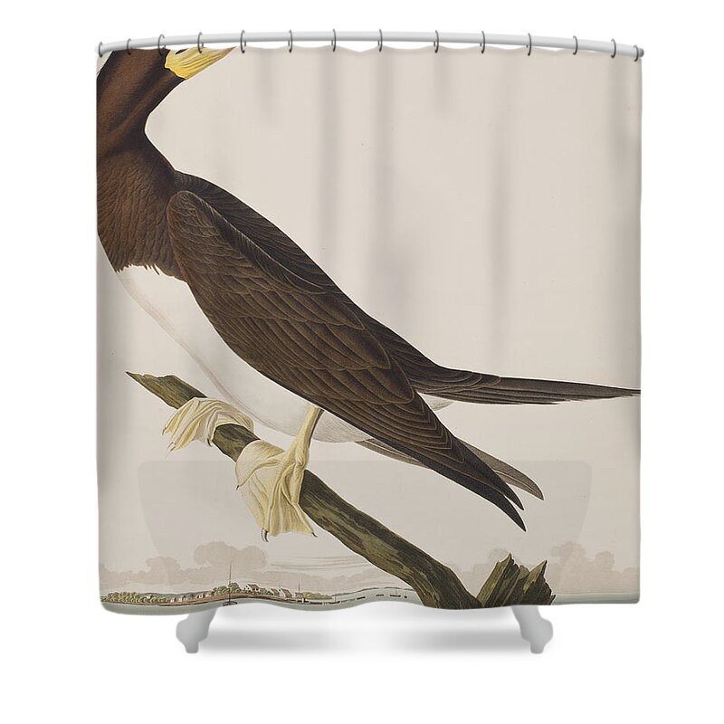 Booby Shower Curtain featuring the painting Booby Gannet  by John James Audubon