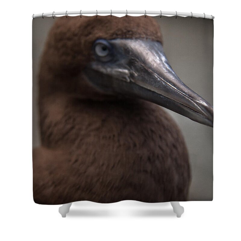 Bird Shower Curtain featuring the photograph Booby by Lindsey Weimer