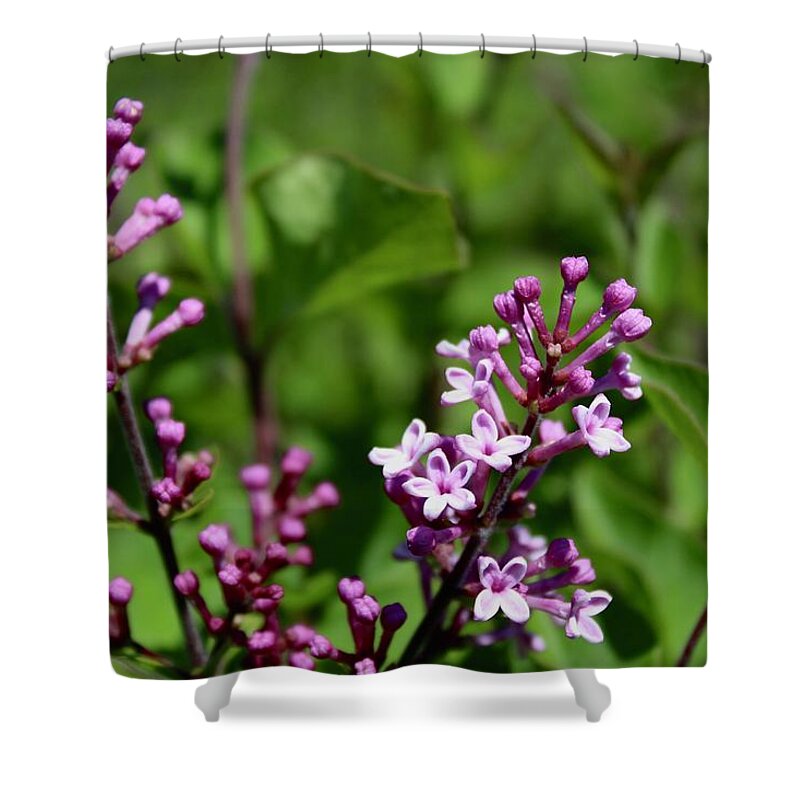 Photograph Shower Curtain featuring the photograph Boomerang Lilac by M E