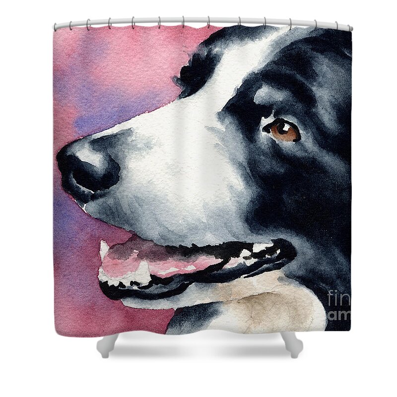 Border Shower Curtain featuring the painting Border Collie by David Rogers