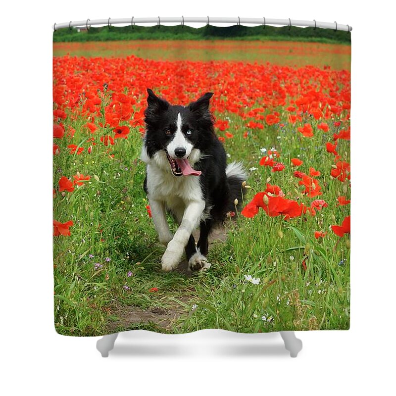 Dog Shower Curtain featuring the photograph Border Collie in Poppy Field by David Birchall