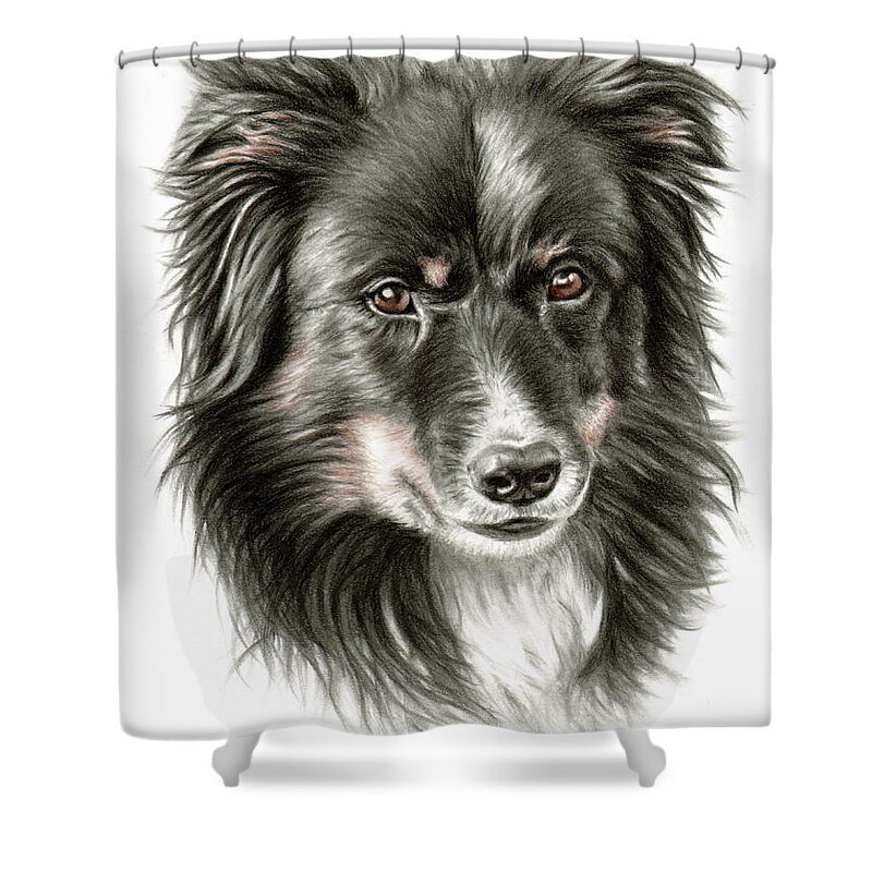 Dog Shower Curtain featuring the drawing Border Collie Portrait by Nicole Zeug