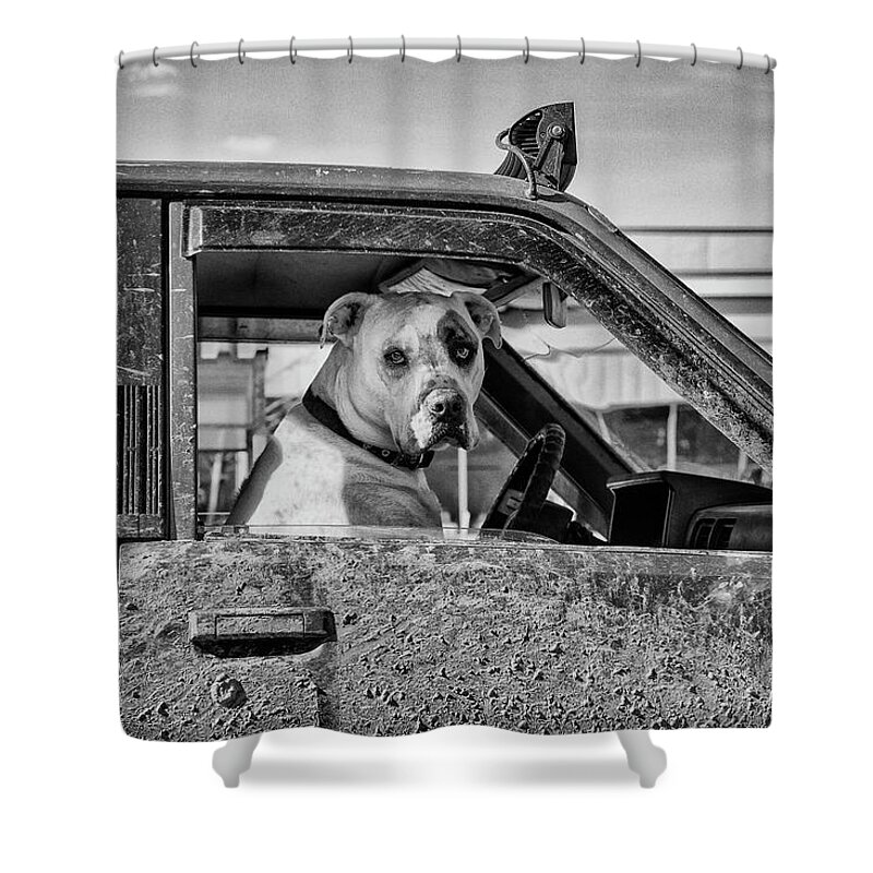  Dogs Shower Curtain featuring the photograph Bored At The Big Box Store by Theresa Tahara